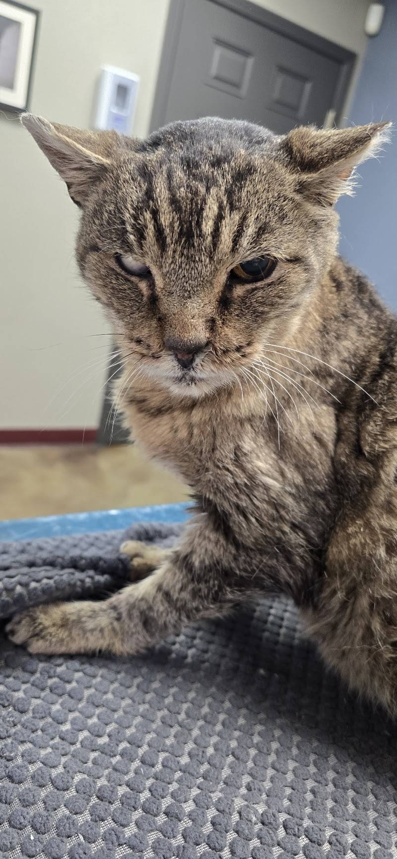 VCA North Idaho Animal Hospital